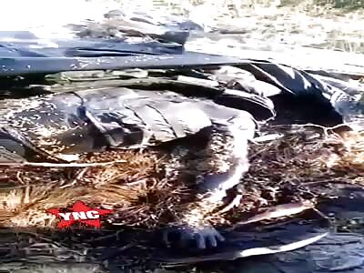 Soldier full of worms