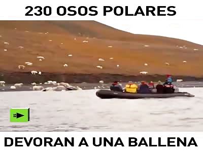  230 polar bears devouring a whale