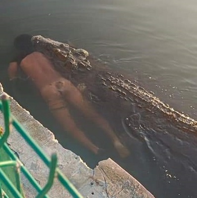 Huge Crocodile Attacks and Kills a Man In Mexico