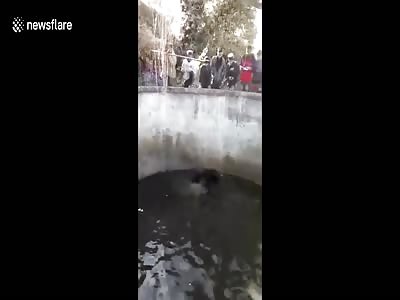 Indian man hitting trapped mother bear