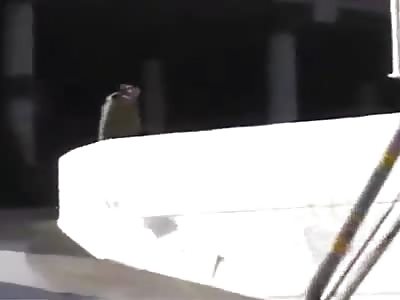 This Skateboarding Accident Will Leave You Holding Onto Your Nuts!