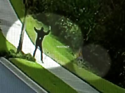 Man Knocks A Rabid Coyote TF Out For Running Up On Him!