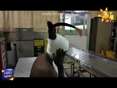 One of the bull corners in the farmer's head