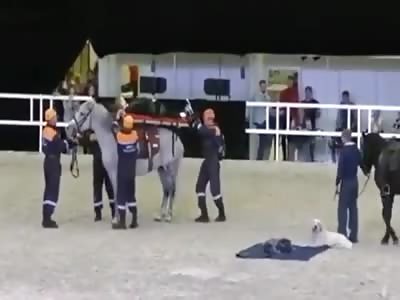 Horses, noble animals by nature