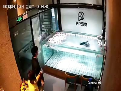 CCTV Catches Dog Drowning due to pet health spa negligence.