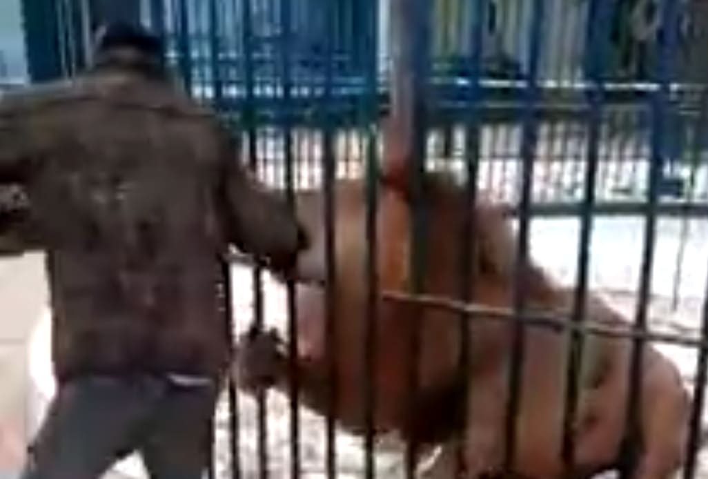 Idiot Puts His Hand in a Lion Cage