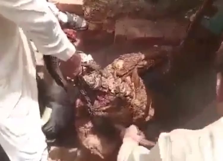 Poor Dude Incinerated in Brick Oven