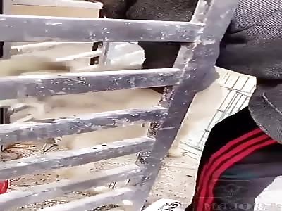 Moron Attacked by Dog