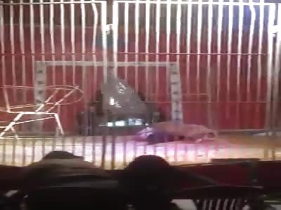 Lion Had Enough of His Shit at Circus.