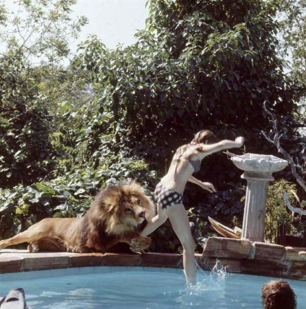 Pet Lion Attacks Party Guest