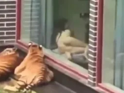 Bizarre...Wild Tigers Sit outside Naked Girl's Apartment.