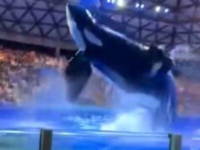 Killer Whale Karma.  Shit Everywhere 