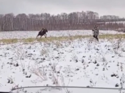 Terrible Moose Hunter becomes the HUNTED