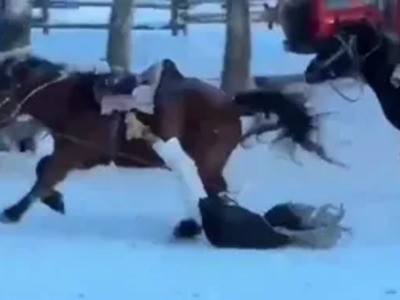 Horses can Smell Fear... Chick must have been Pungent