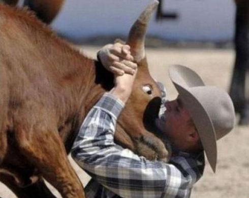 Psycho Looking Bull Goes for The Kill