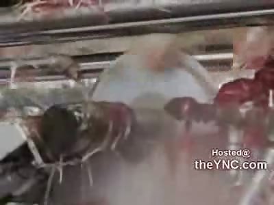 New Graphic Undercover Video shows Chickens Throat Slit Machine (KFC Chicken Supplier)