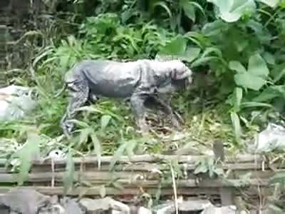 Bizarre Dog stares at Cameraman for Help 