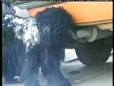 How Smart Is Your Dog?