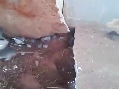 Someone has a Rat Problem 