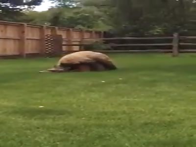 Bear attacks deer in family backyard