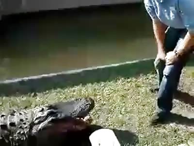 Crocodile takes a bite!