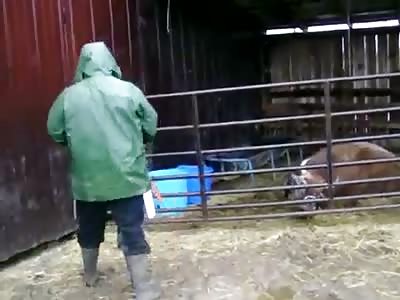 Life is Cruel - This is How Steaks are Prepped on the Ranch