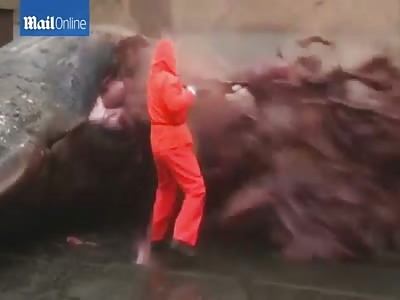Whale Explodes