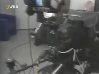 Bear Attacks TV Presenters