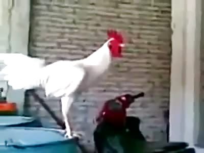 There is something wrong with my cock!