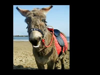 Kev The Donkey !