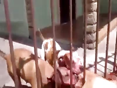 Pit Bull massacring one mutt