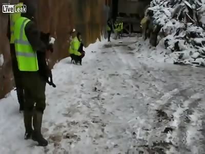 DOGS eating rats and horrible killing!