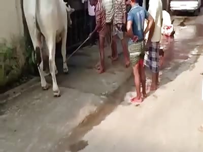 THE BULL AND THE DONKEY