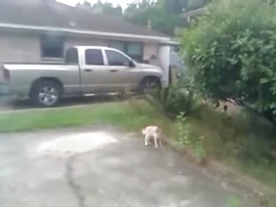 BIRD BULLIES CAT
