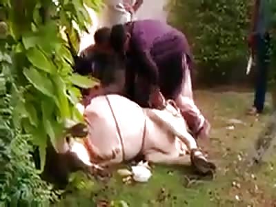 DON'T BE A FOOL WITH THIS BULL!