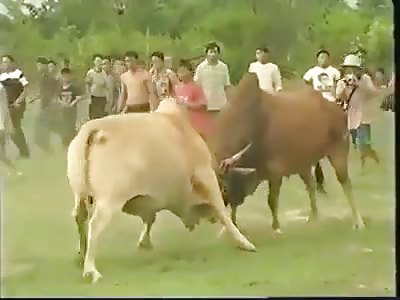 BULL'S FIGHT