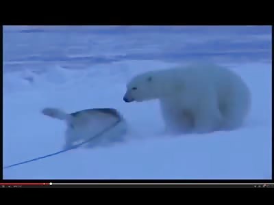 Dog Vs. Polar bear