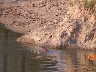 Impala fighting for life.