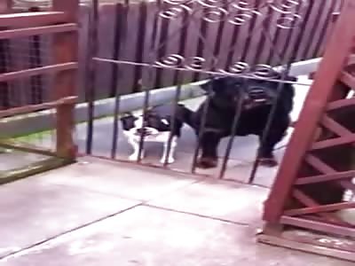 Vodkaland, now with dogs.