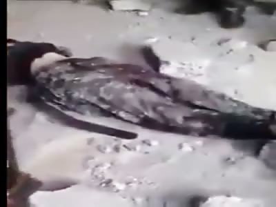 IRAQ  New ISIS Waste in Baiji