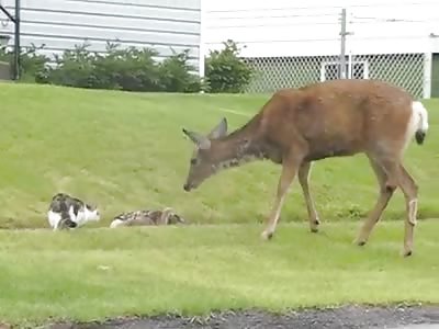 Bambi's mother is not playing