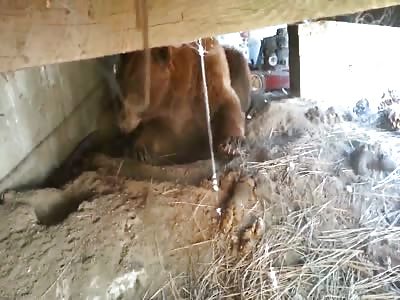 So goes the proud bear