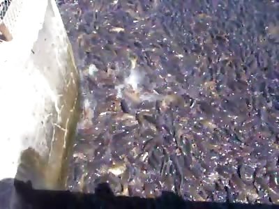 Like Blacks Waiting For Welfare!