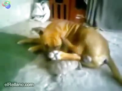 Tortoises are not all that slow