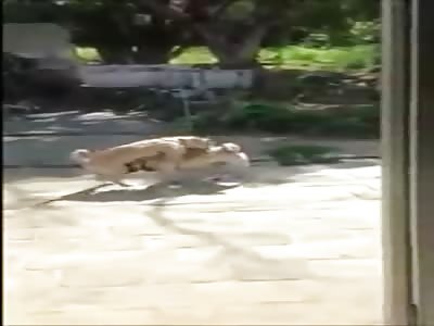 Dog Giving a Blowjob