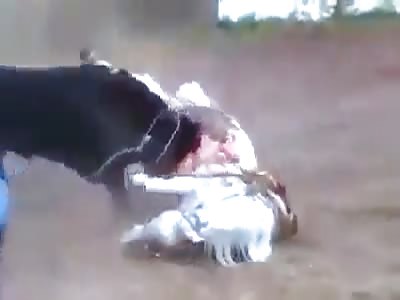 Bull Vs Horse *Graphic*