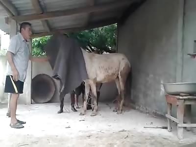 horsemeat an exotic meal or just this world is going to the hell