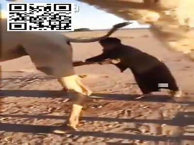 ABSURD: Muslims Drinking Camel Piss Causing DEADLY Virus Outbreak